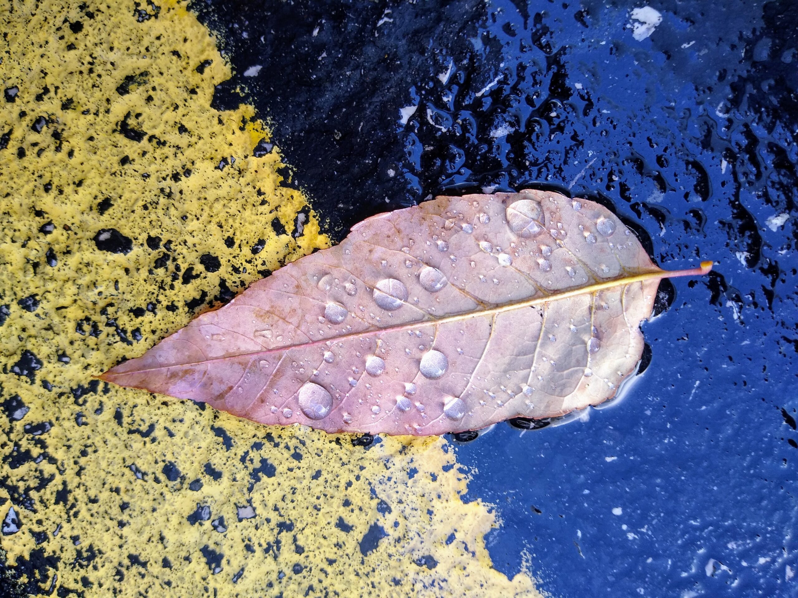 Spring Raindrops by Lorraine Pennick Nash